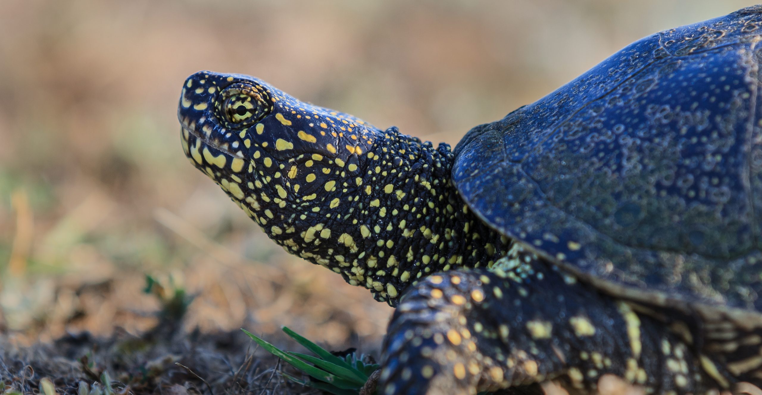 European pond turtle