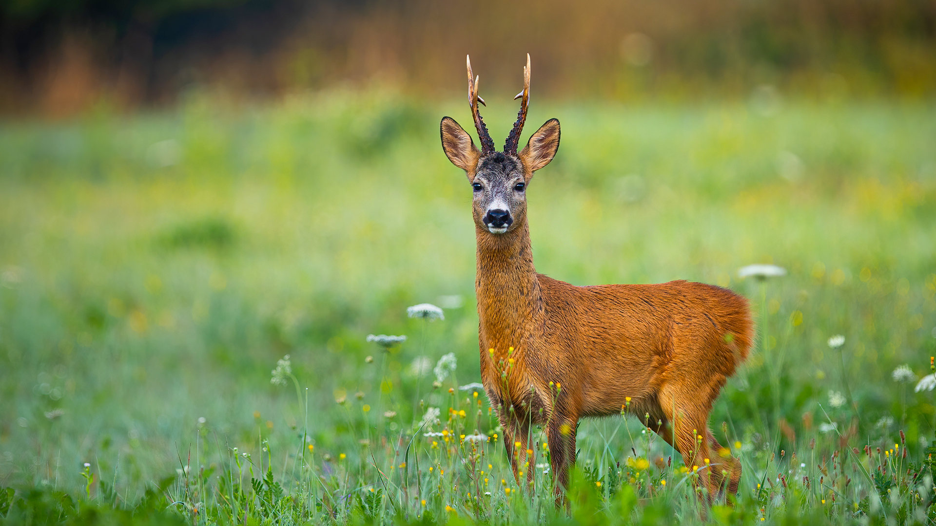 Roe deer discount