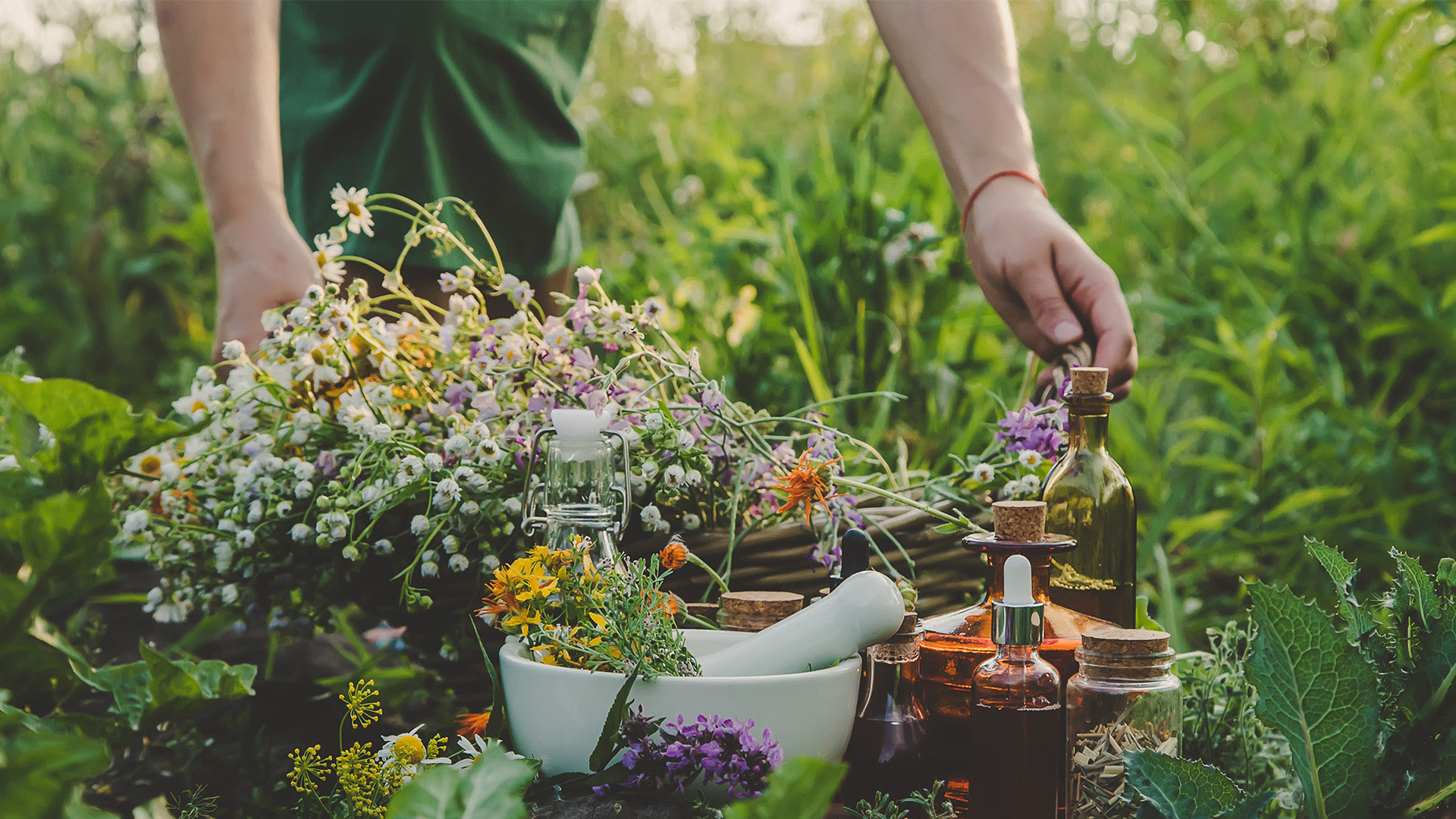 Biodiversity and the discovery of plant-based medicines - Biodiversidade