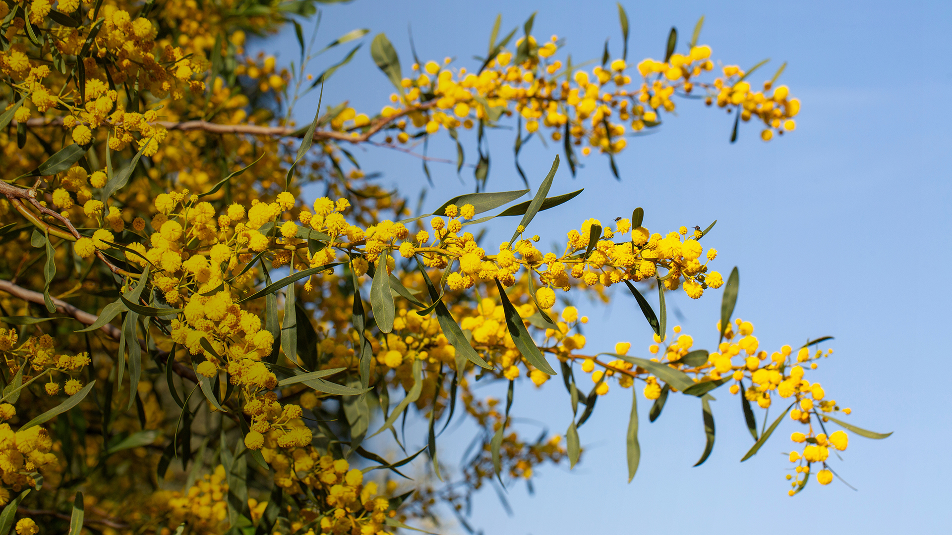 Acacia Eburnea - Potensi Bahaya dan ancaman pada Acacia Eburnea