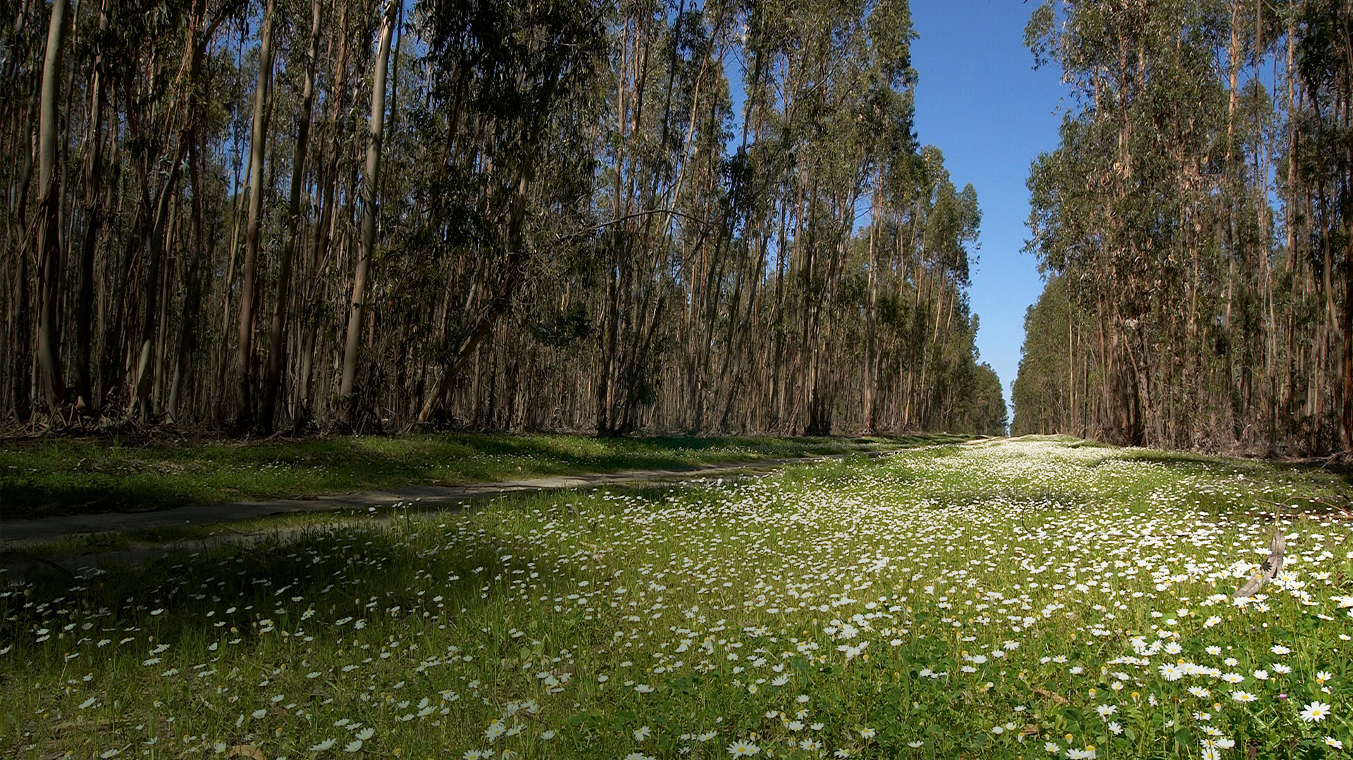 Tree Biofeild Bioproducts: trees in our daily lives - Biodiversidade