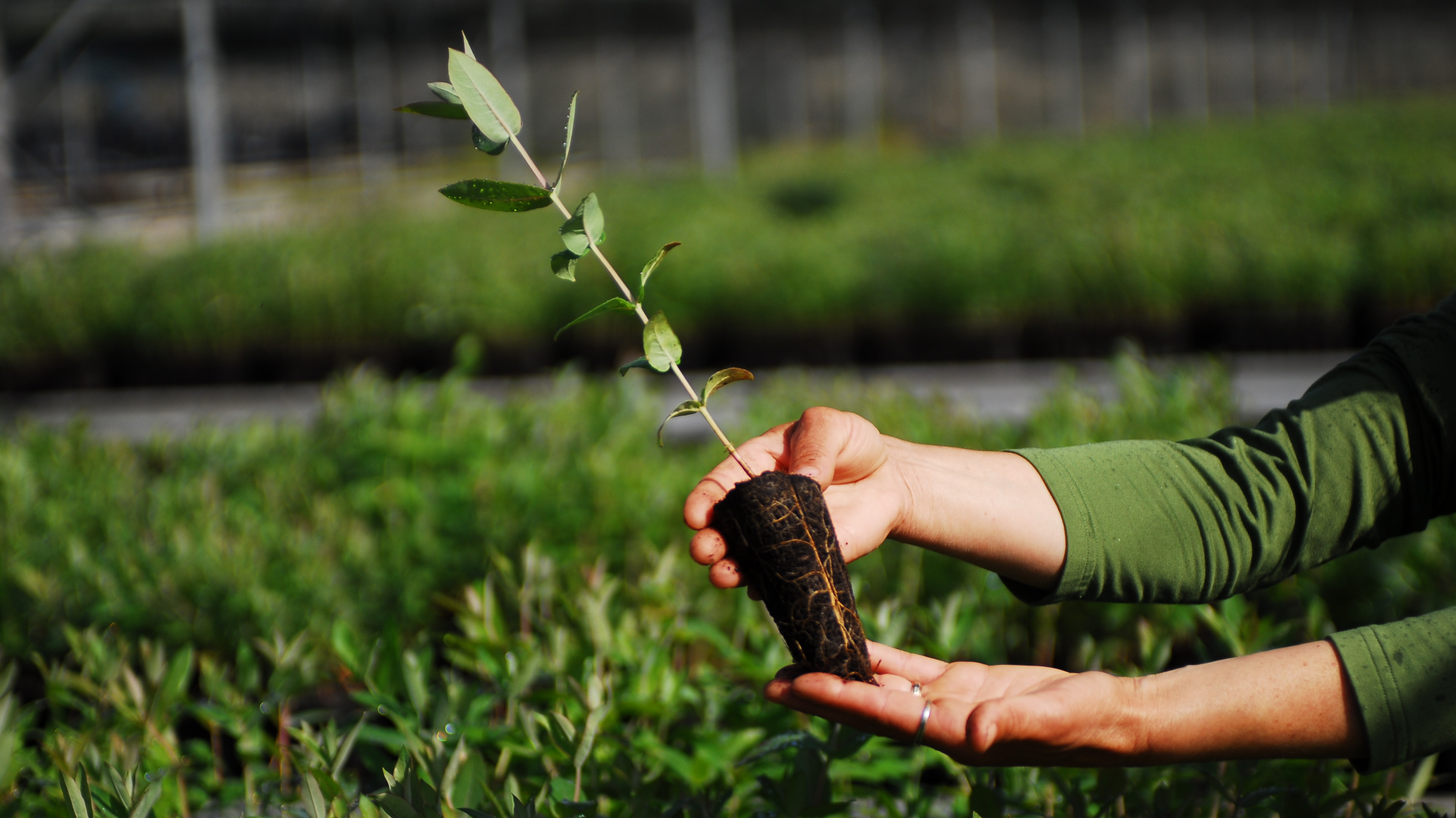 Muda de planta com raízes visíveis nas mãos de um técnico exemplo de gestão florestal baseada na observação ecológica.