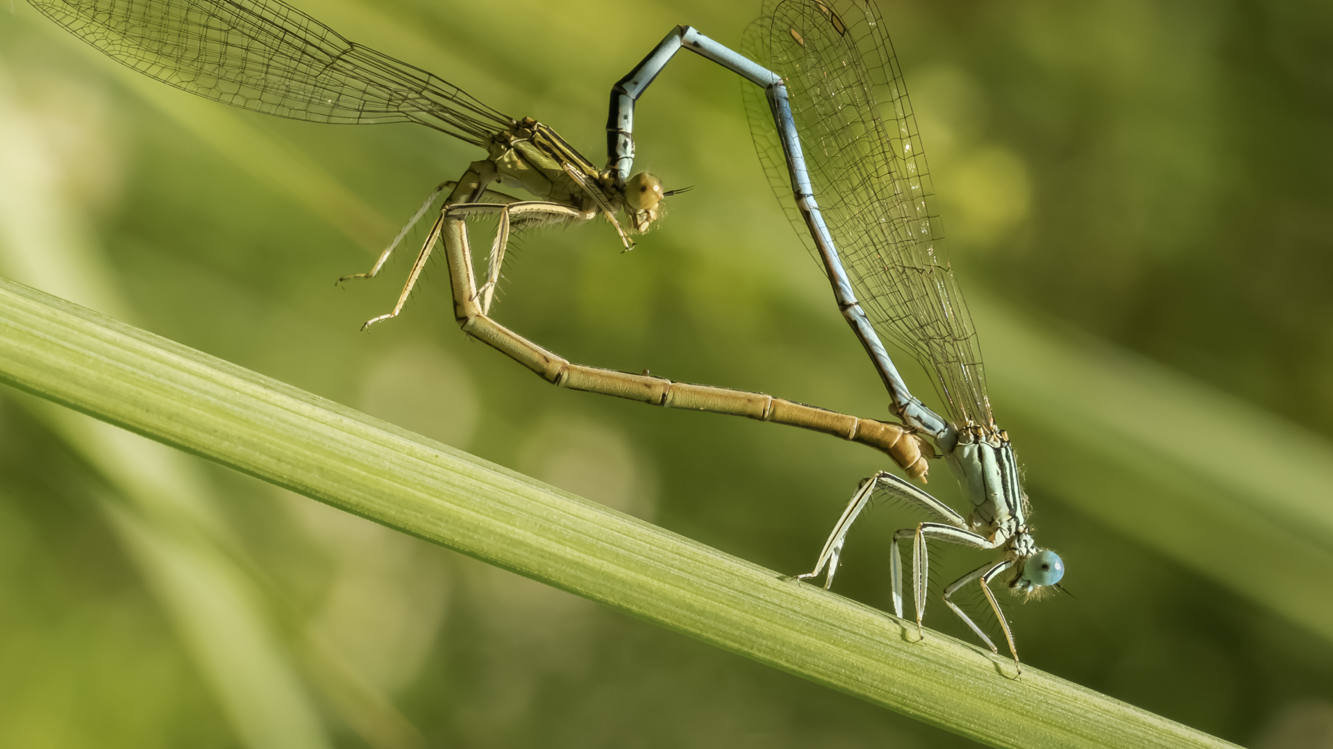 casalamento de libélulas em forma de coração ritual reprodutivo típico da ordem Odonata nos habitats aquáticos.