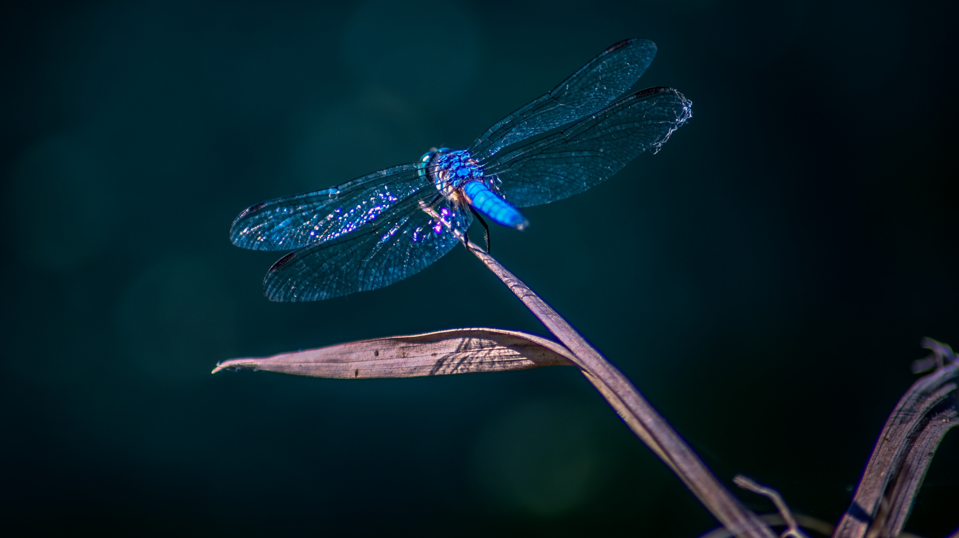 Libélula azul pousada numa folha seca símbolo da biodiversidade e da fragilidade dos ecossistemas aquáticos.