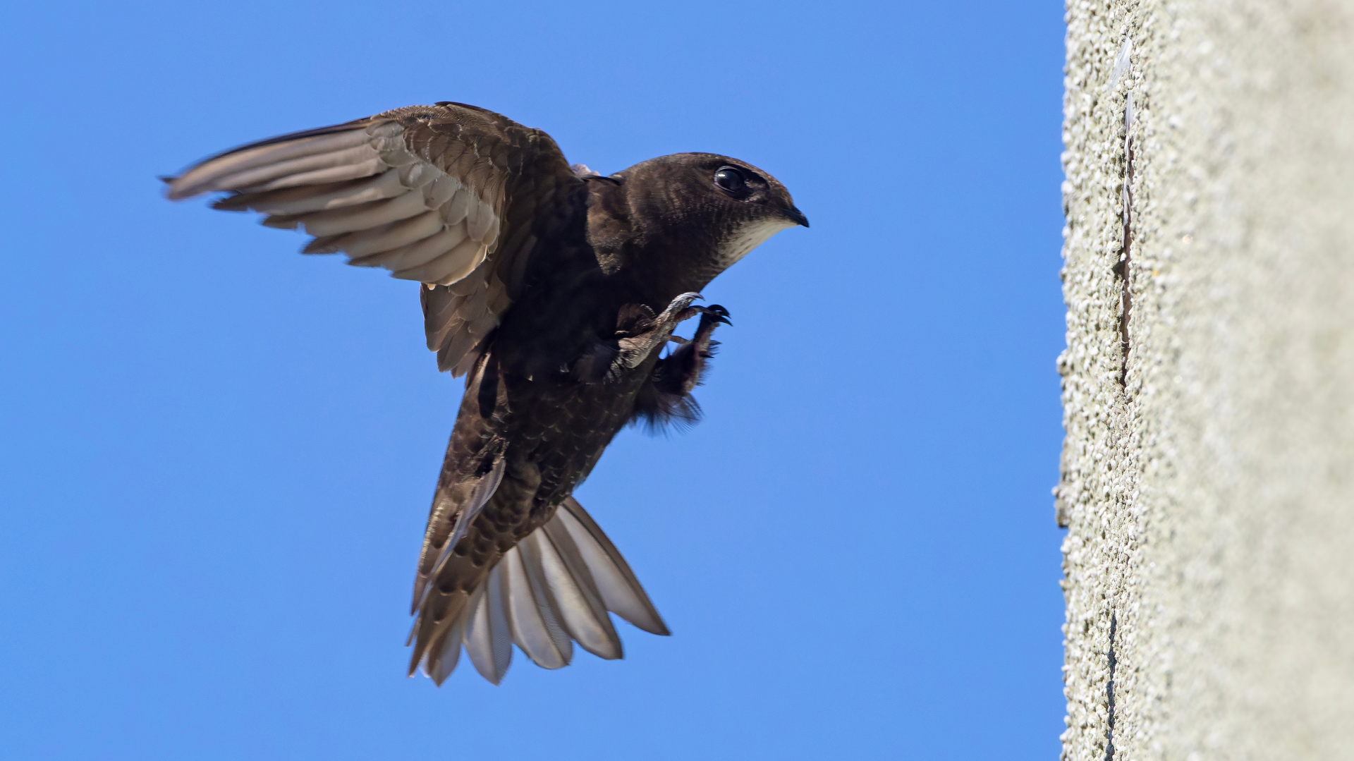 09 - Biogaleria - Andorinhão-preto - 1920x1079px - 2