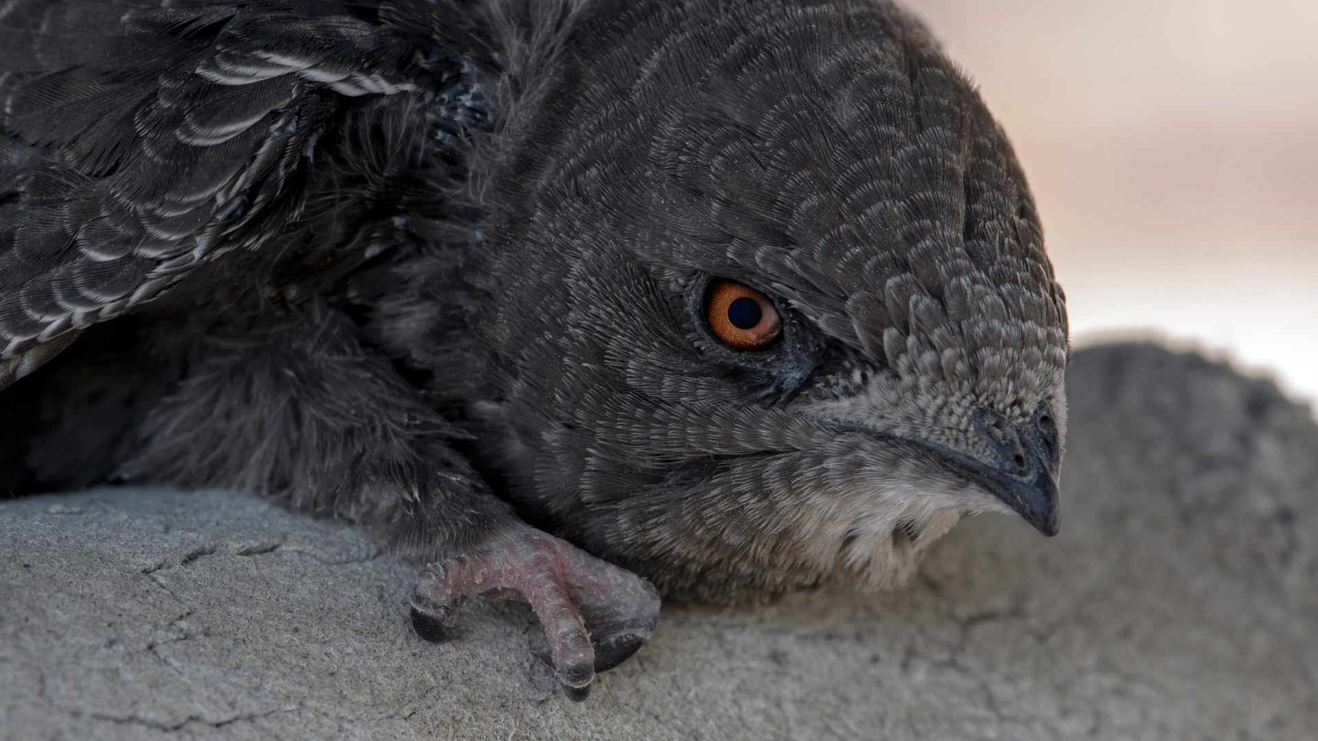 09 - Biogaleria - Andorinhão-preto - 1920x1079px - 3