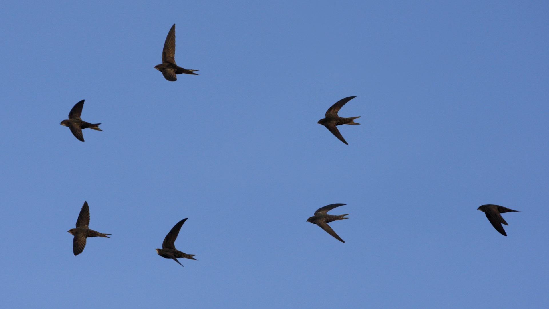 09 - Biogaleria - Andorinhão-preto - 1920x1079px - 4