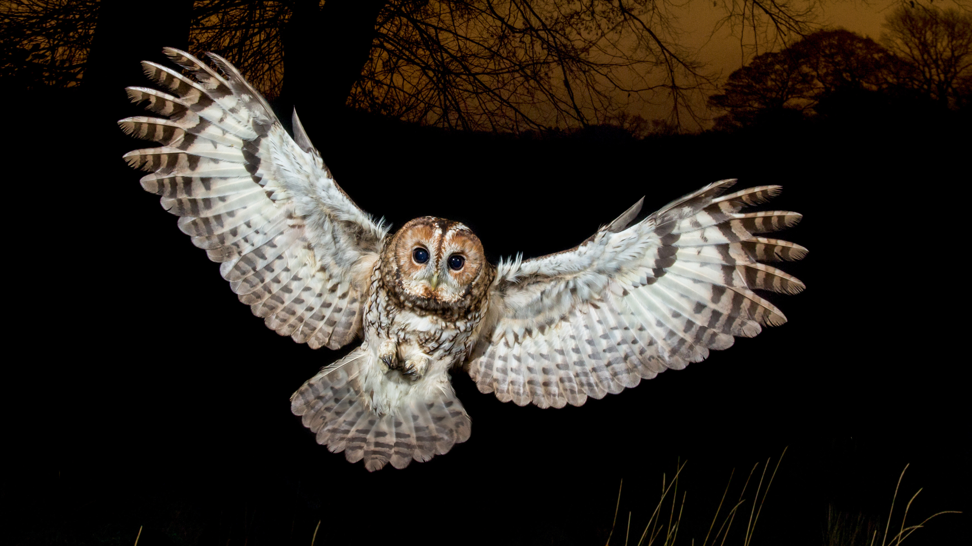 10 - ARTIGO - Biogaleria - Coruja-do-mato- 1920x1079px - 2