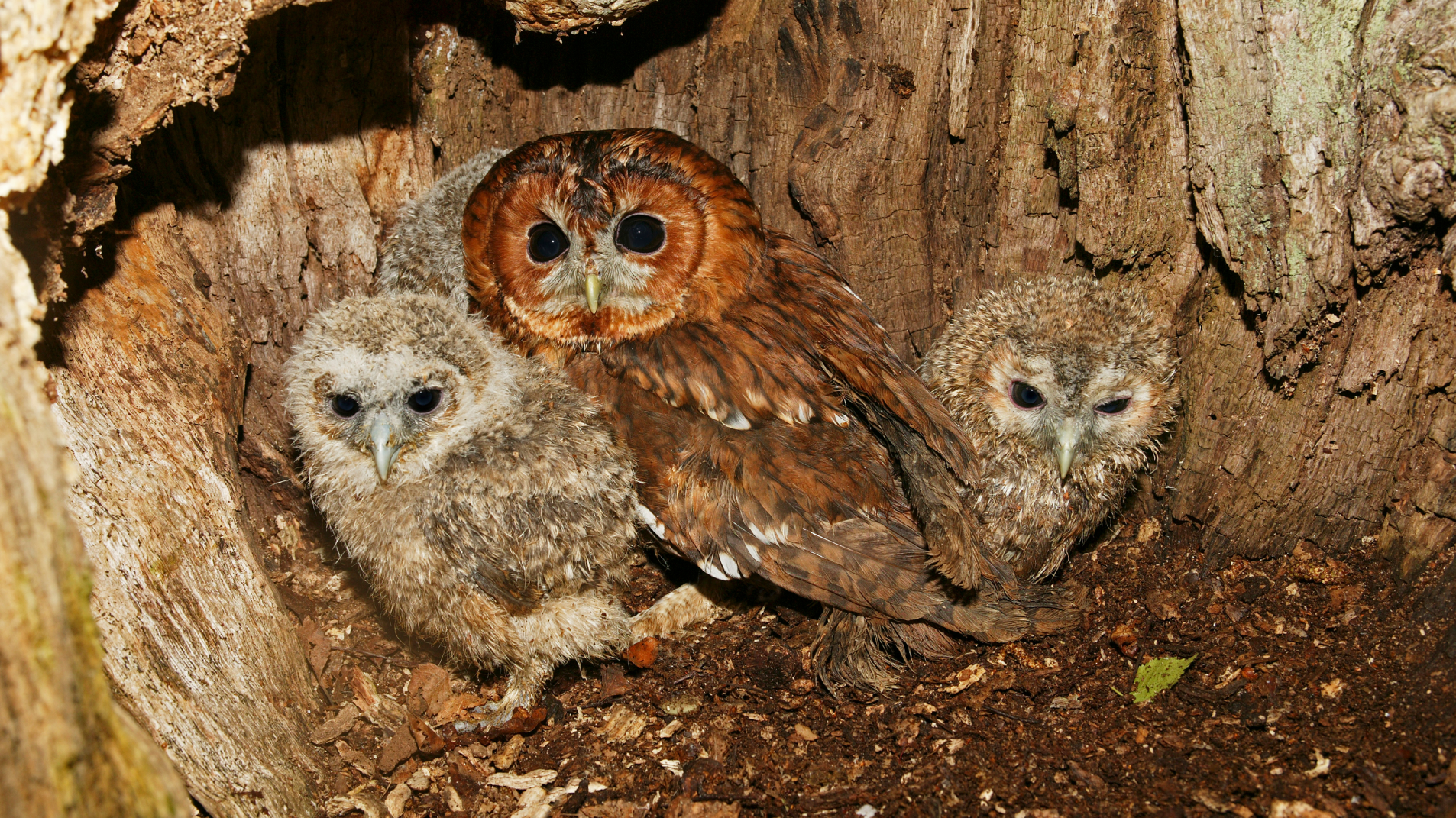 10 - ARTIGO - Biogaleria - Coruja-do-mato- 1920x1079px - 3