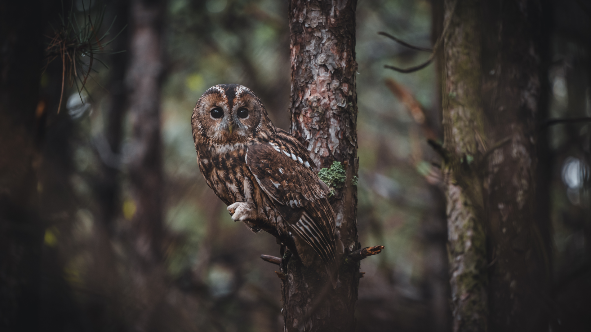 10 - ARTIGO - Biogaleria - Coruja-do-mato - 1920x1079px - 4