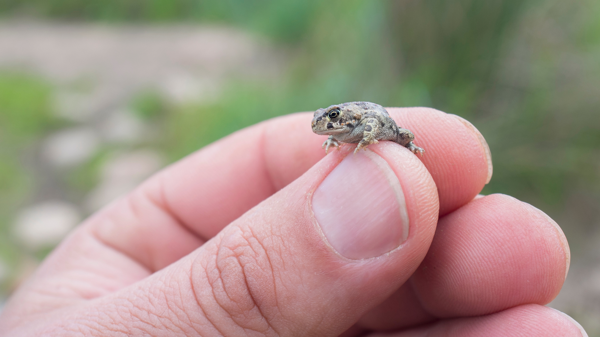 BIOgaleria - Sapo-parteiro-ibérico - 1920x1079px - 2