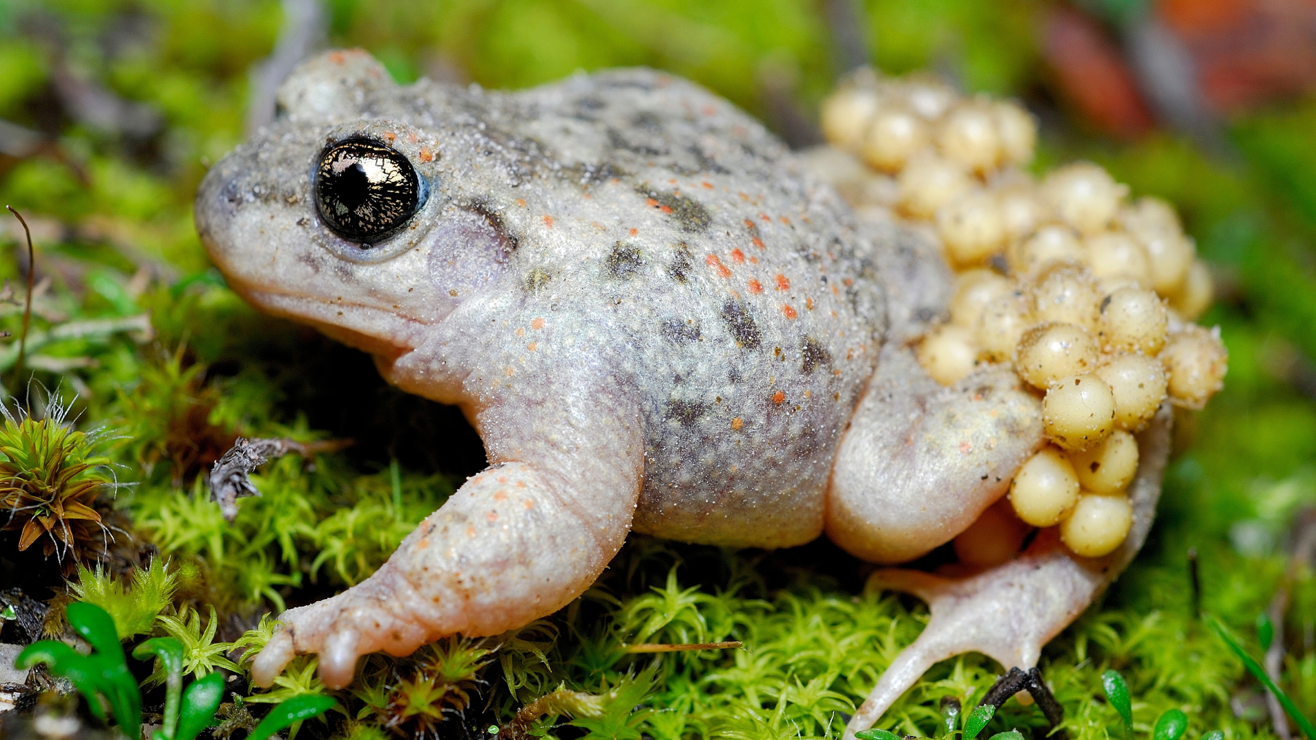 BIOgaleria - Sapo-parteiro-ibérico - 1920x1079px - 3