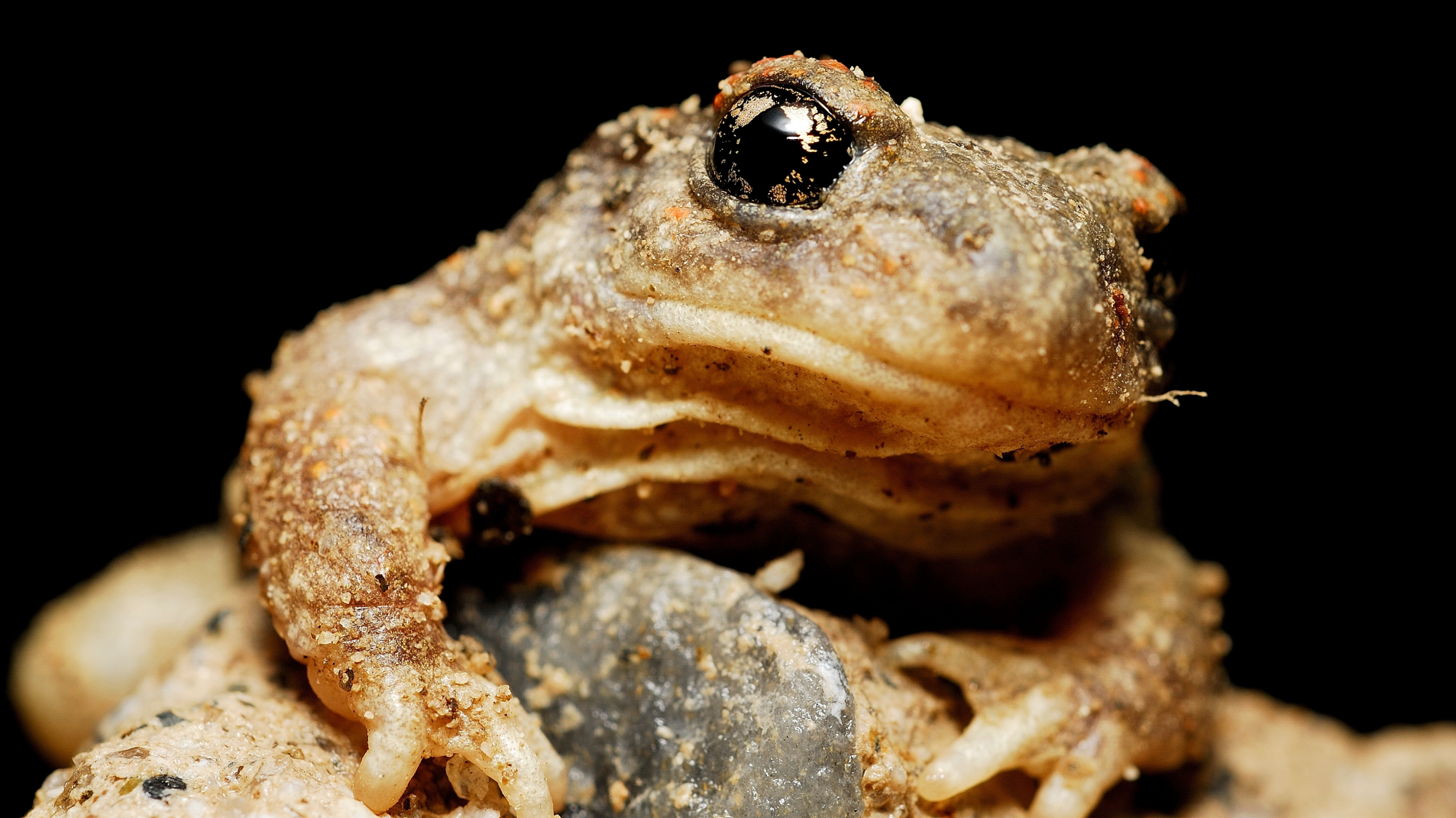 BIOgaleria - Sapo-parteiro-ibérico - 1920x1079px - 4