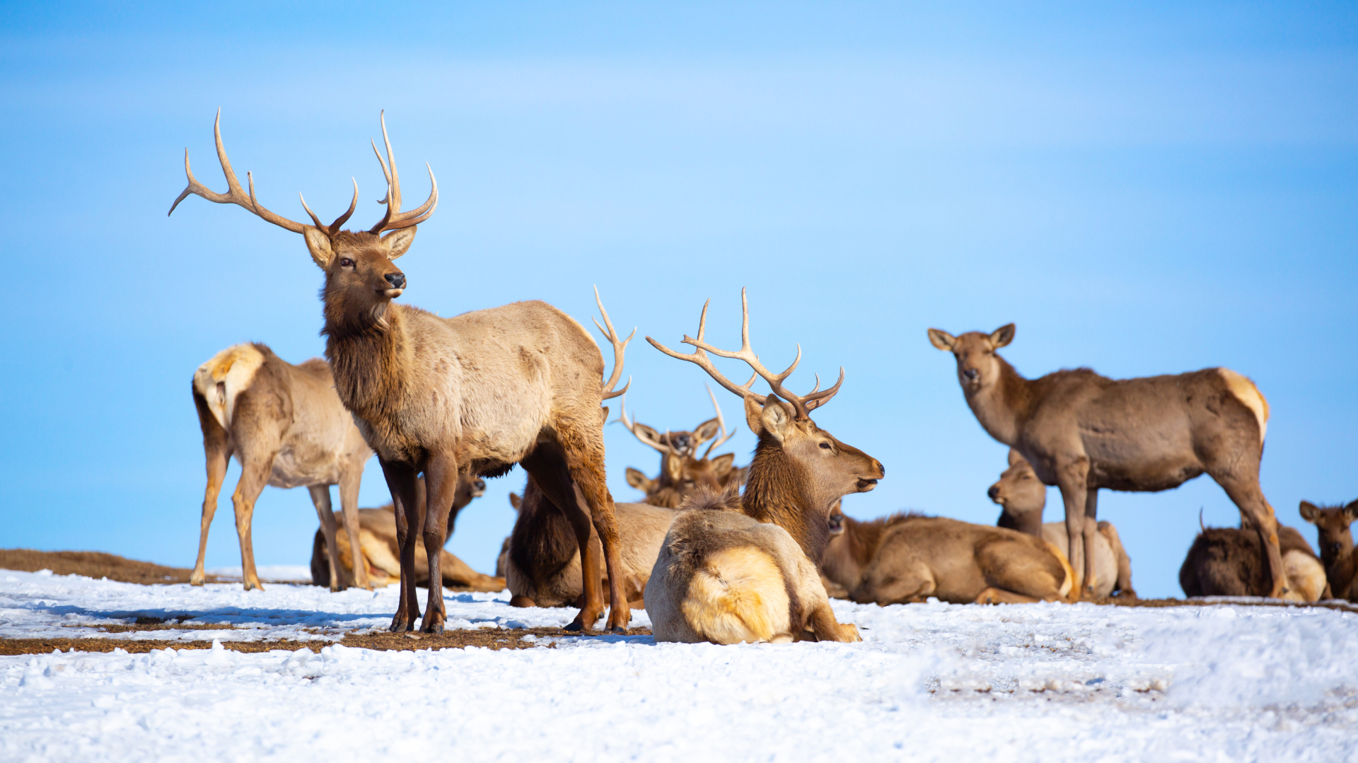 ARTIGO - Biohistória - Renas salvam florestas - 1920x1079 - 3 (1)