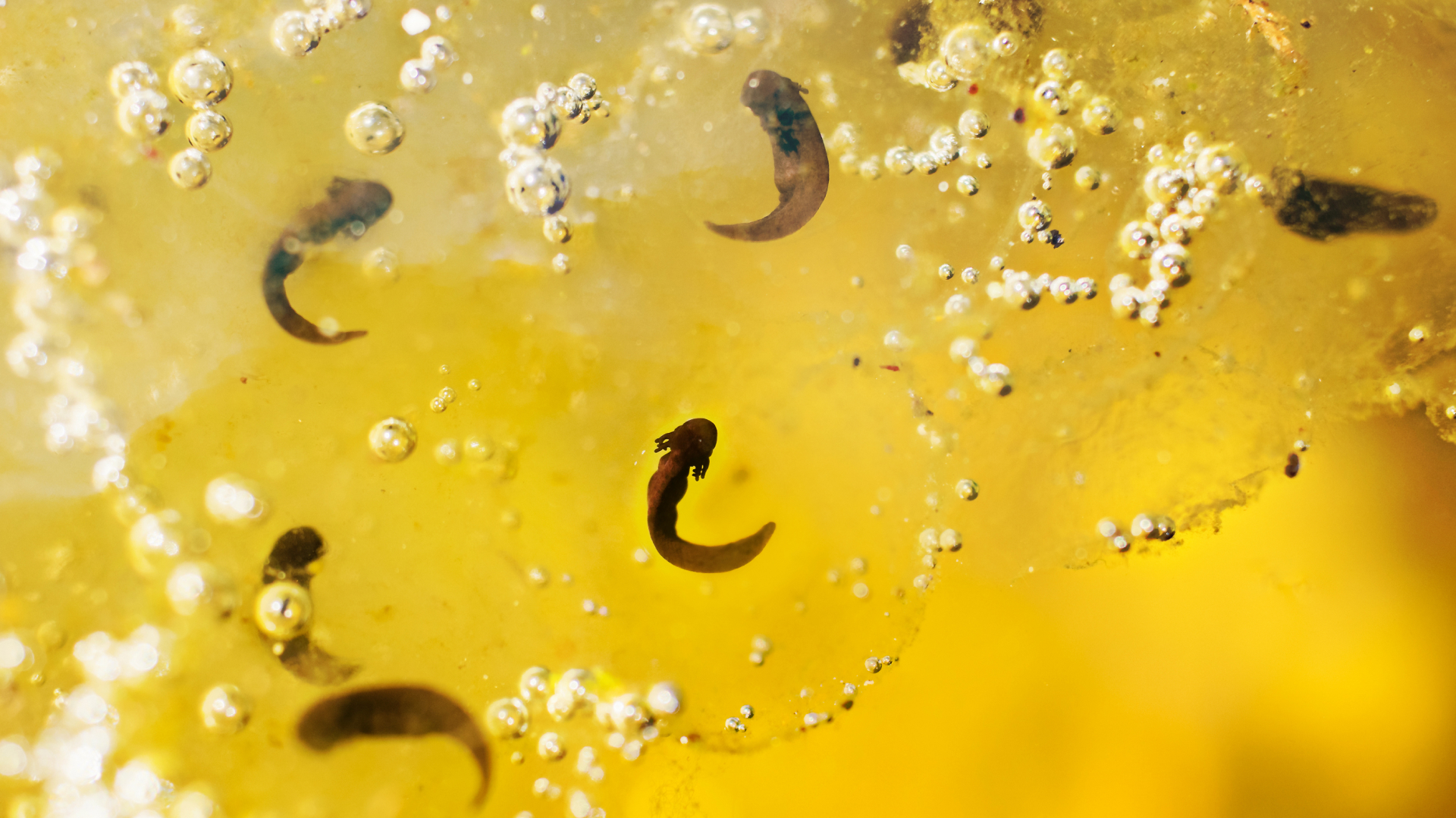 ARTIGO - BIOgaleria - Salamandra-de-pintas-amarelas -1920x1079px - 02 (1)