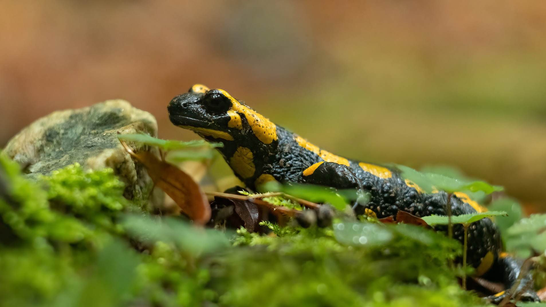 ARTIGO - BIOgaleria - Salamandra-de-pintas-amarelas - 1920x1079px - 04 (1)