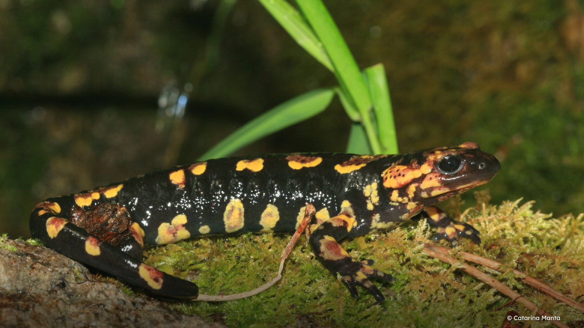 ARTIGO_-_BIOgaleria_-_Salamandra-de-pintas-amarelas_-_1920x1079px_-_6 (1)